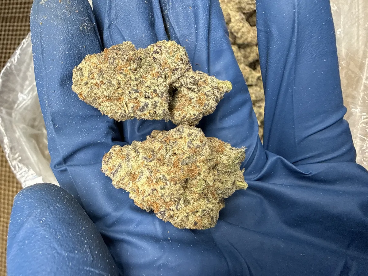 Oreoz Flower